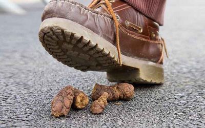 💩 𝐇𝐨𝐧𝐝𝐞𝐧𝐩𝐨𝐞𝐩 💩